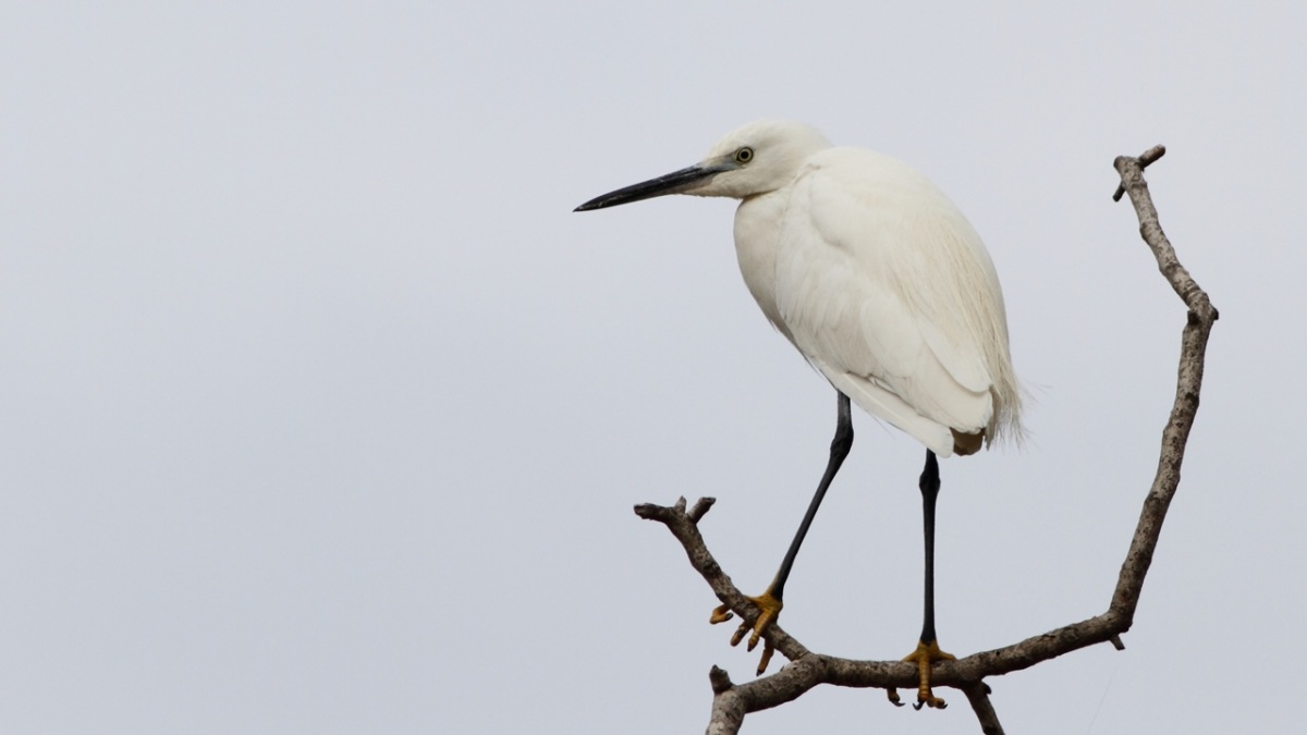 Küçük ak balıkçıl » Little Egret » Egretta garzetta