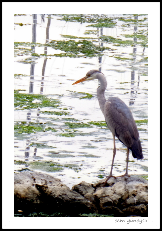 Gri balıkçıl » Grey Heron » Ardea cinerea