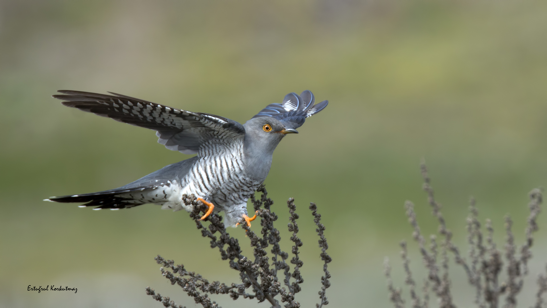 Guguk » Common Cuckoo » Cuculus canorus