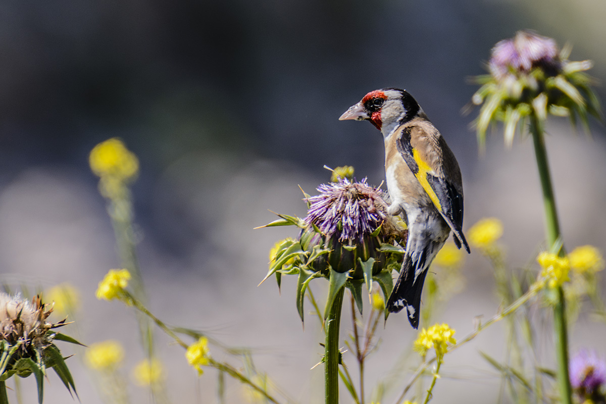 Saka » European Goldfinch » Carduelis carduelis