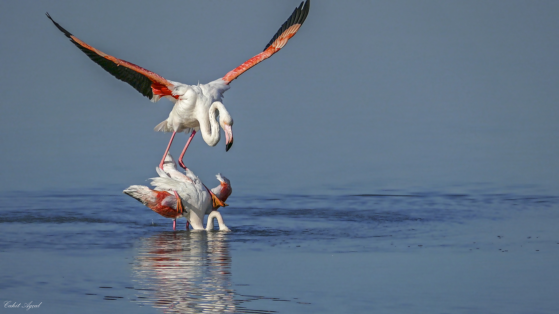 Flamingo