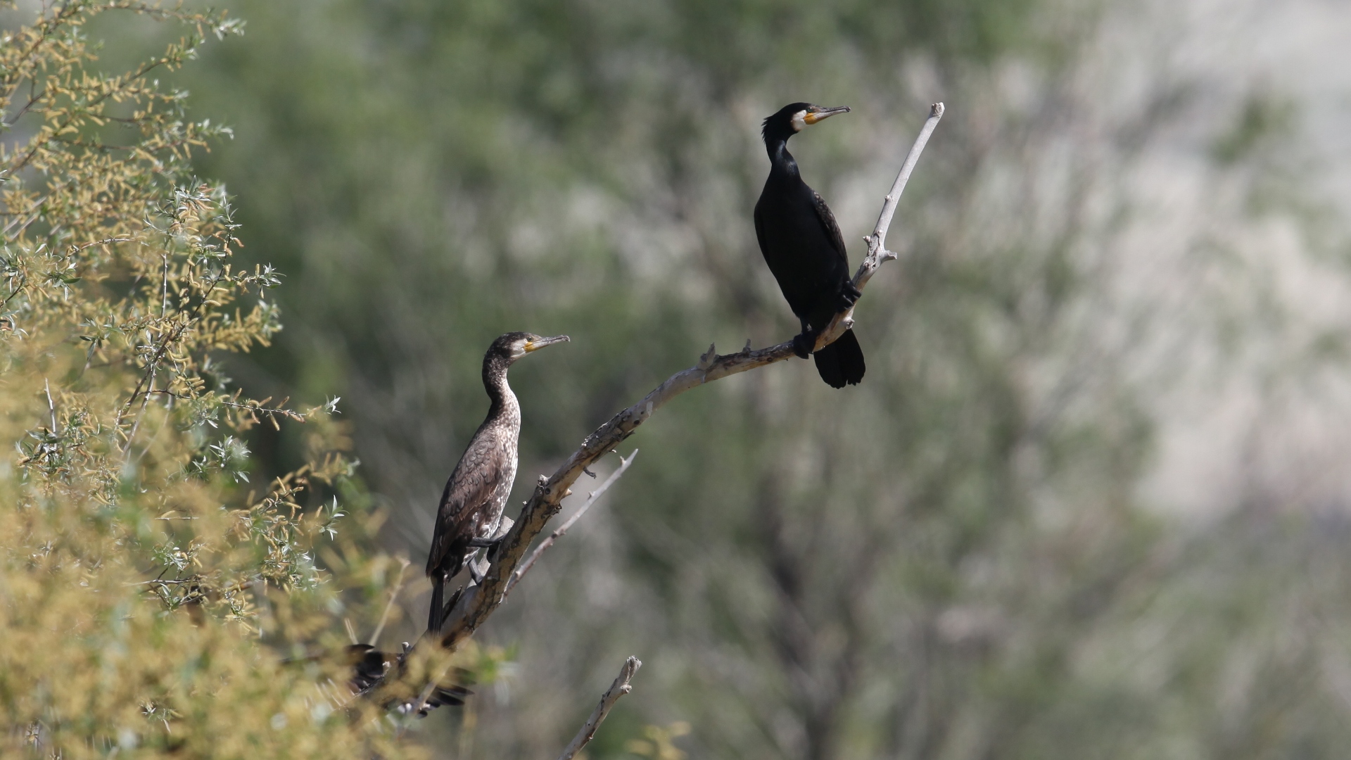 Karabatak