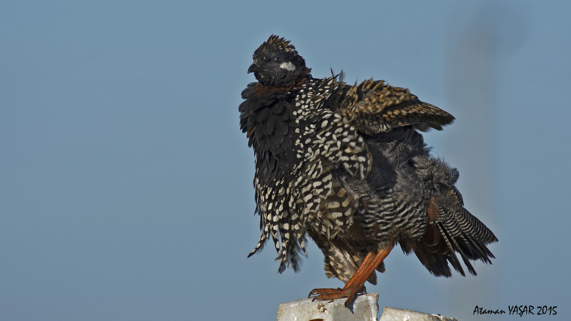 Turaç » Black Francolin » Francolinus francolinus