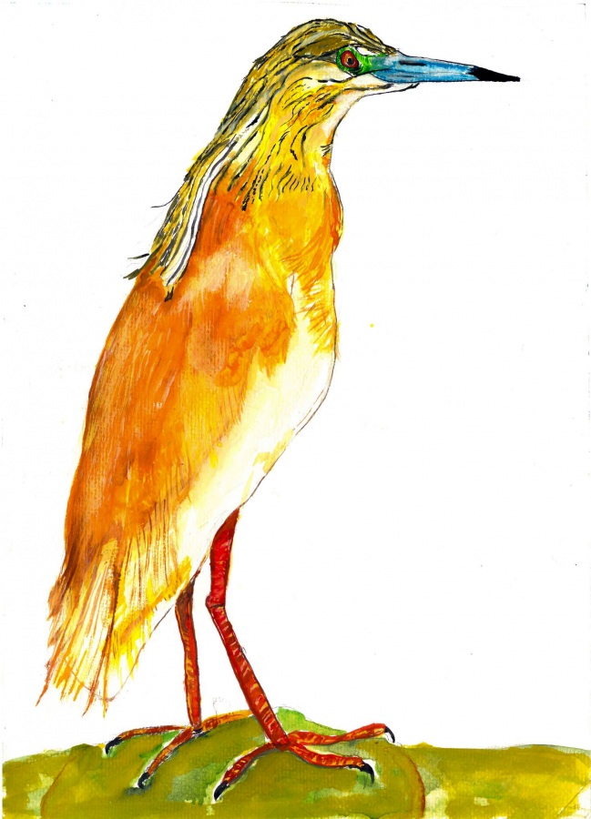 Alaca balıkçıl » Squacco Heron » Ardeola ralloides