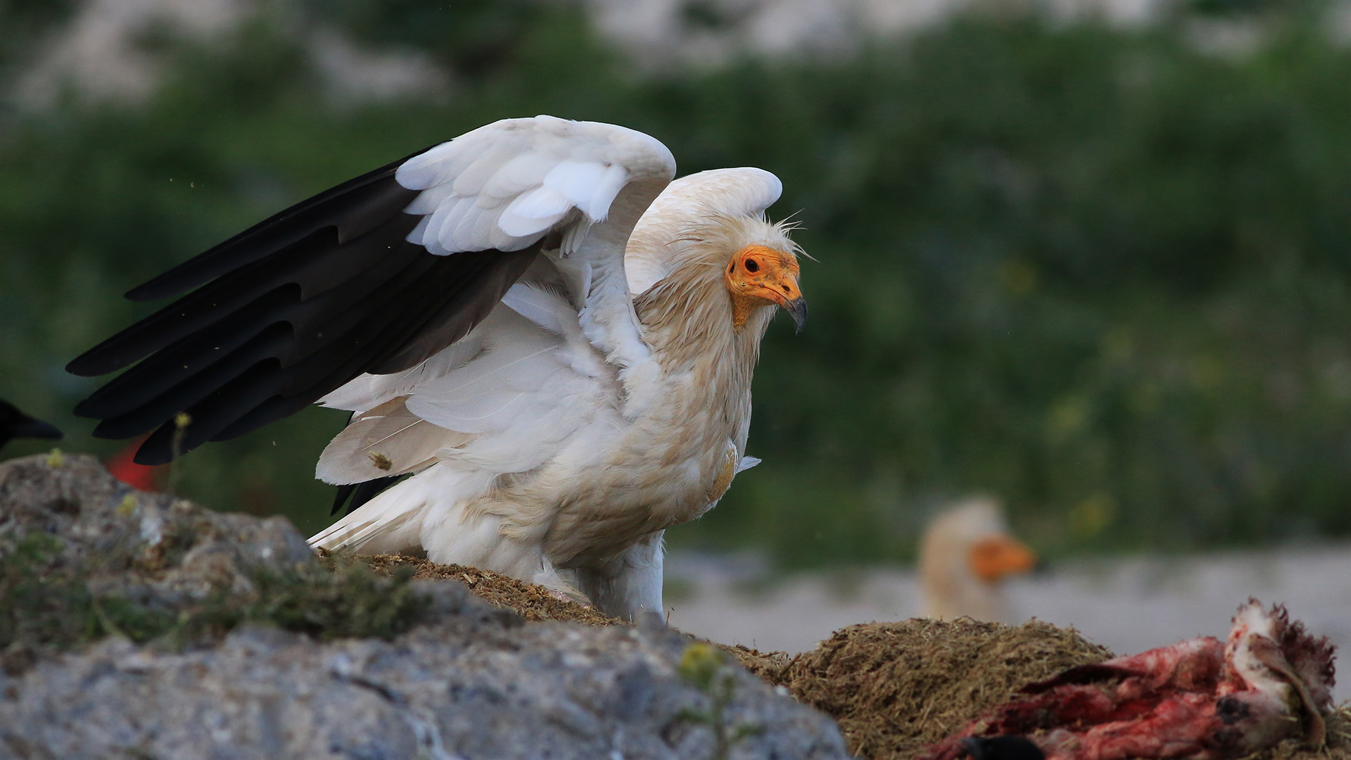 Küçük akbaba » Egyptian Vulture » Neophron percnopterus
