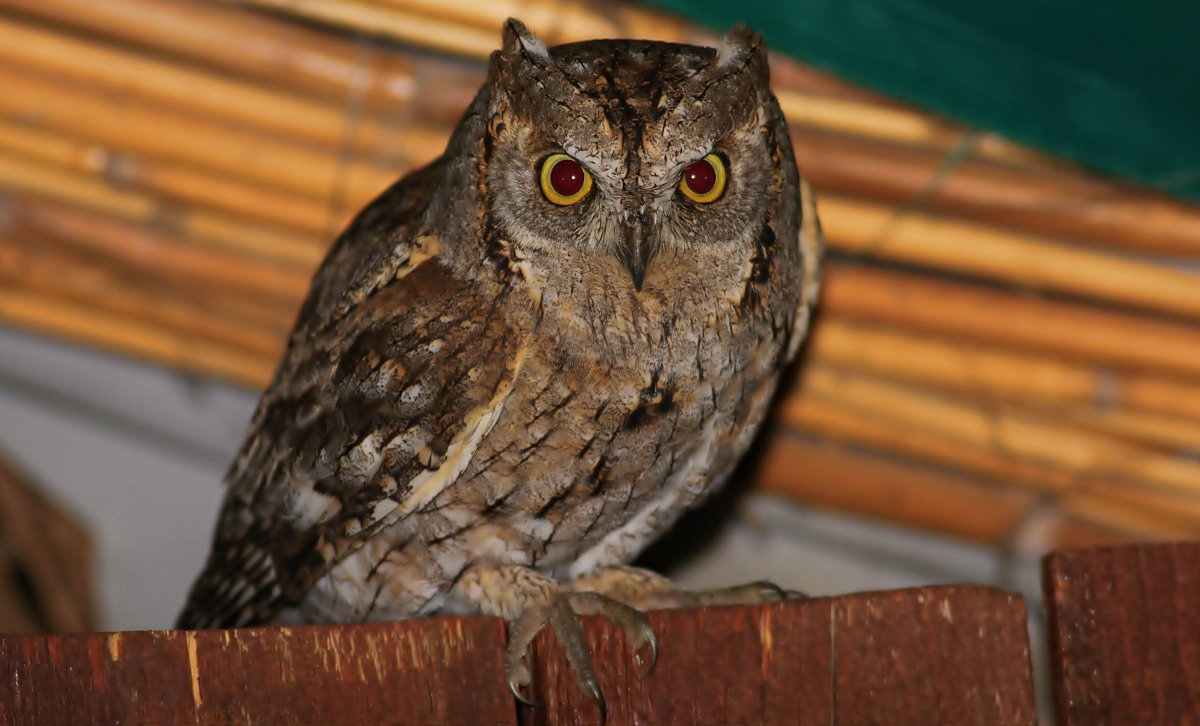 İshakkuşu » Eurasian Scops Owl » Otus scops