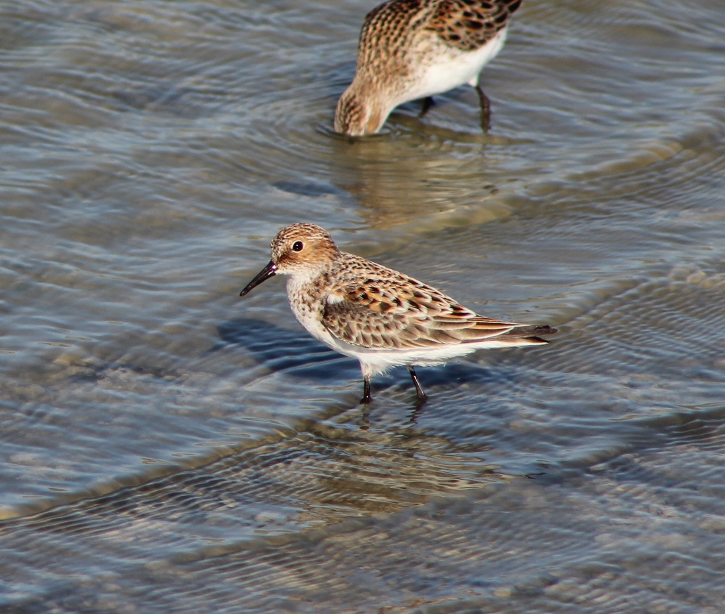Küçük kumkuşu » Little Stint » Calidris minuta
