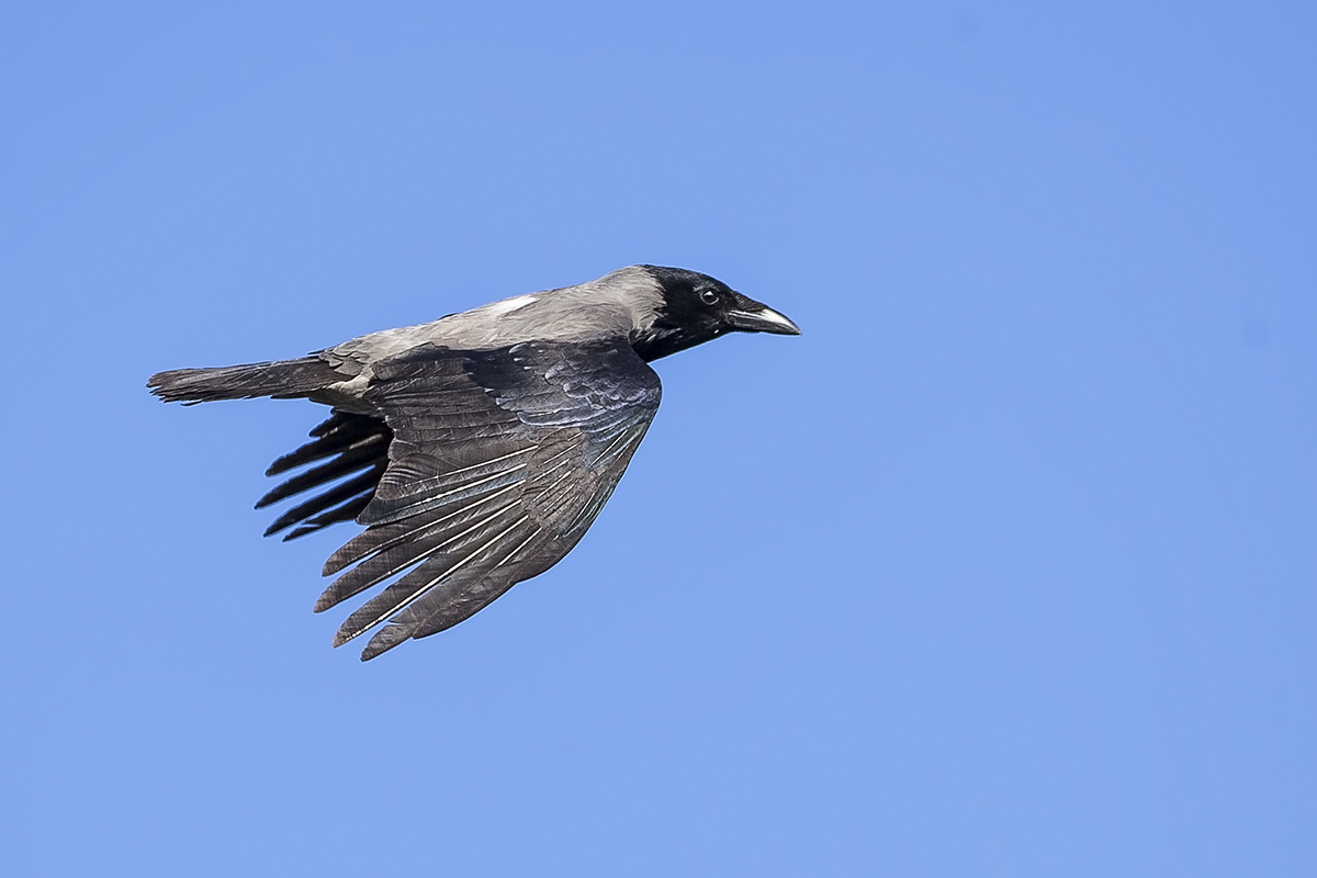 Leş kargası » Hooded Crow » Corvus cornix