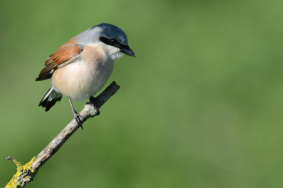 Kızılsırtlı örümcekkuşu » Red-backed Shrike » Lanius collurio