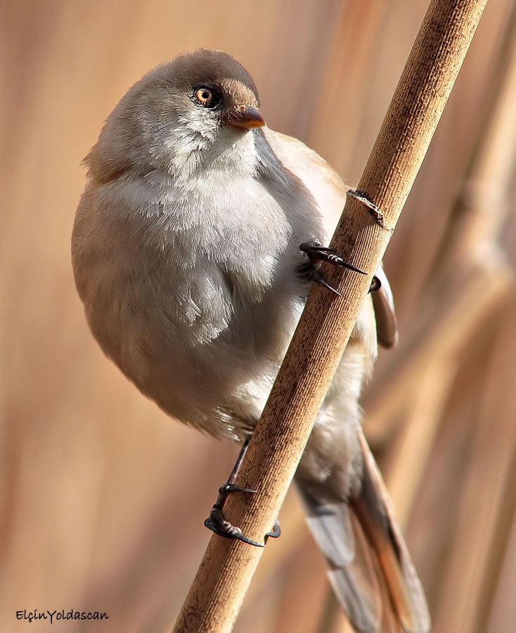 Bıyıklı baştankara » Bearded Reedling » Panurus biarmicus