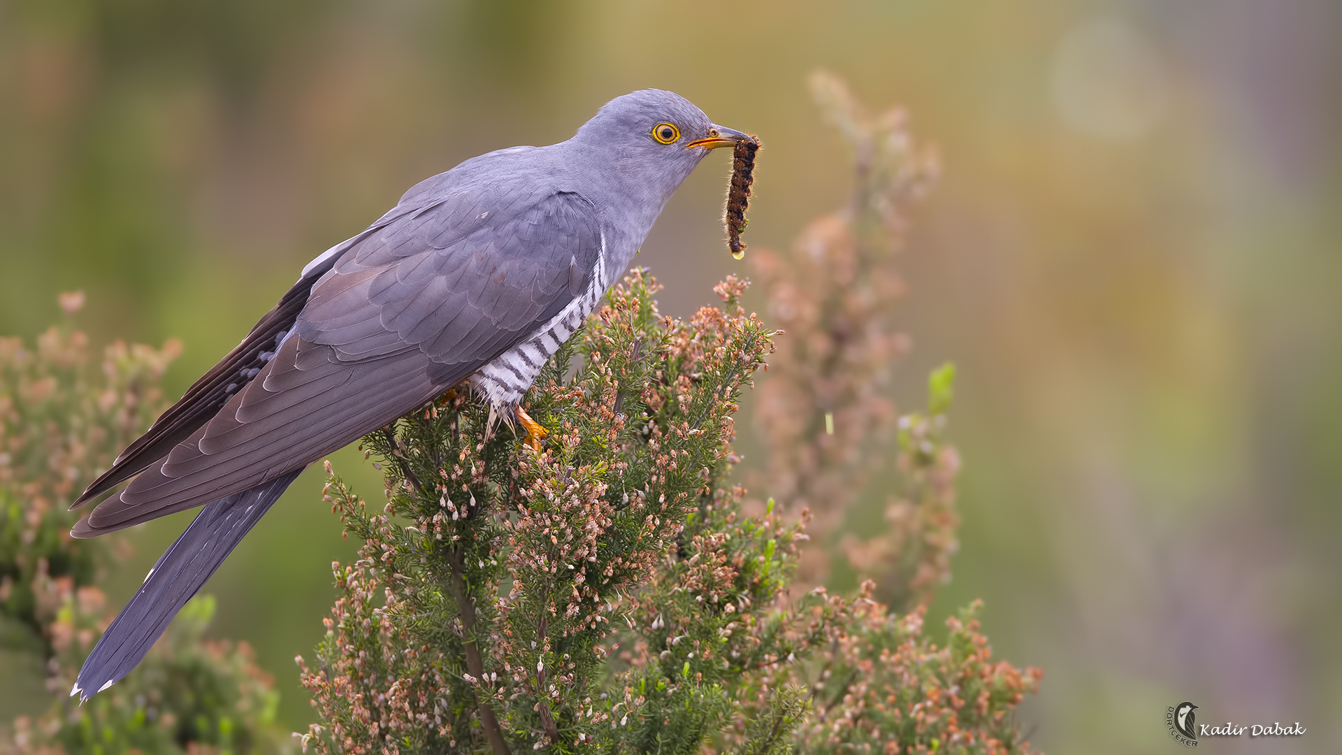 Guguk » Common Cuckoo » Cuculus canorus