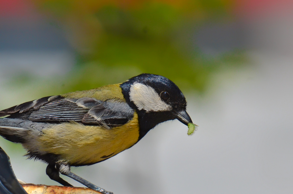 Büyük baştankara » Great Tit » Parus major