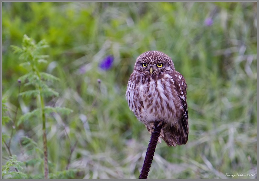 Kukumav » Little Owl » Athene noctua
