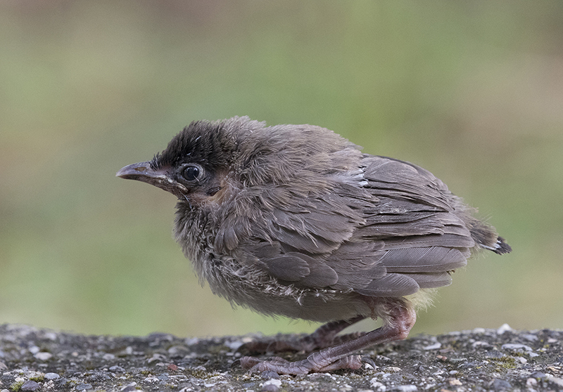 Arapbülbülü » White-spectacled Bulbul » Pycnonotus xanthopygos