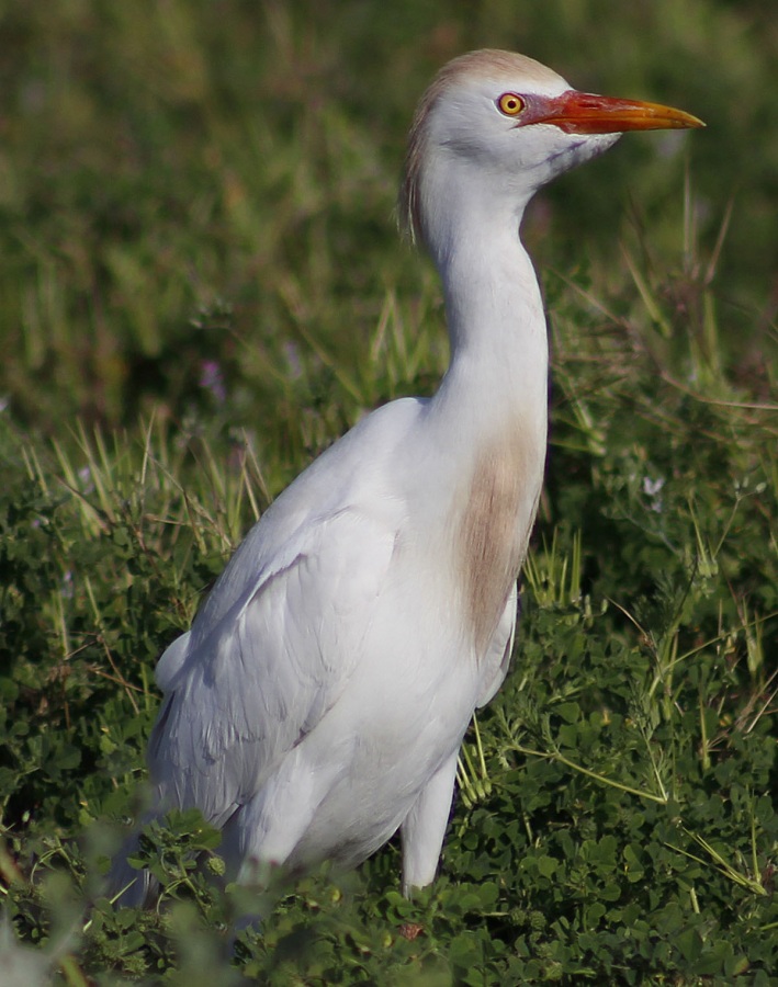 Sığır balıkçılı » Western Cattle Egret » Ardea ibis