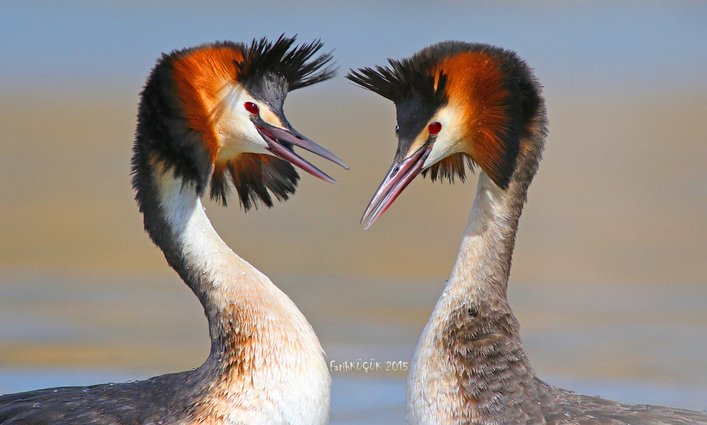 Bahri » Great Crested Grebe » Podiceps cristatus