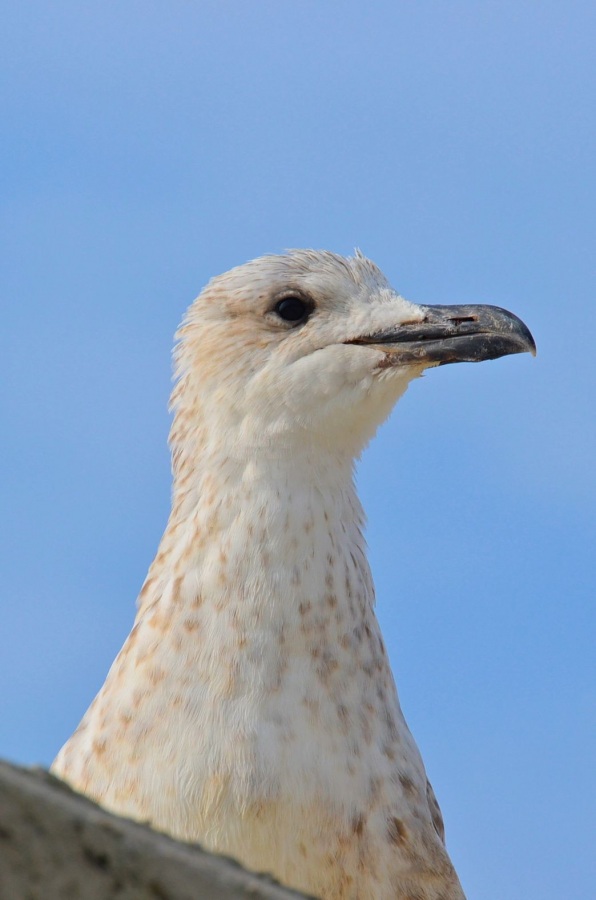 Akdeniz martısı » Mediterranean Gull » Ichthyaetus melanocephalus