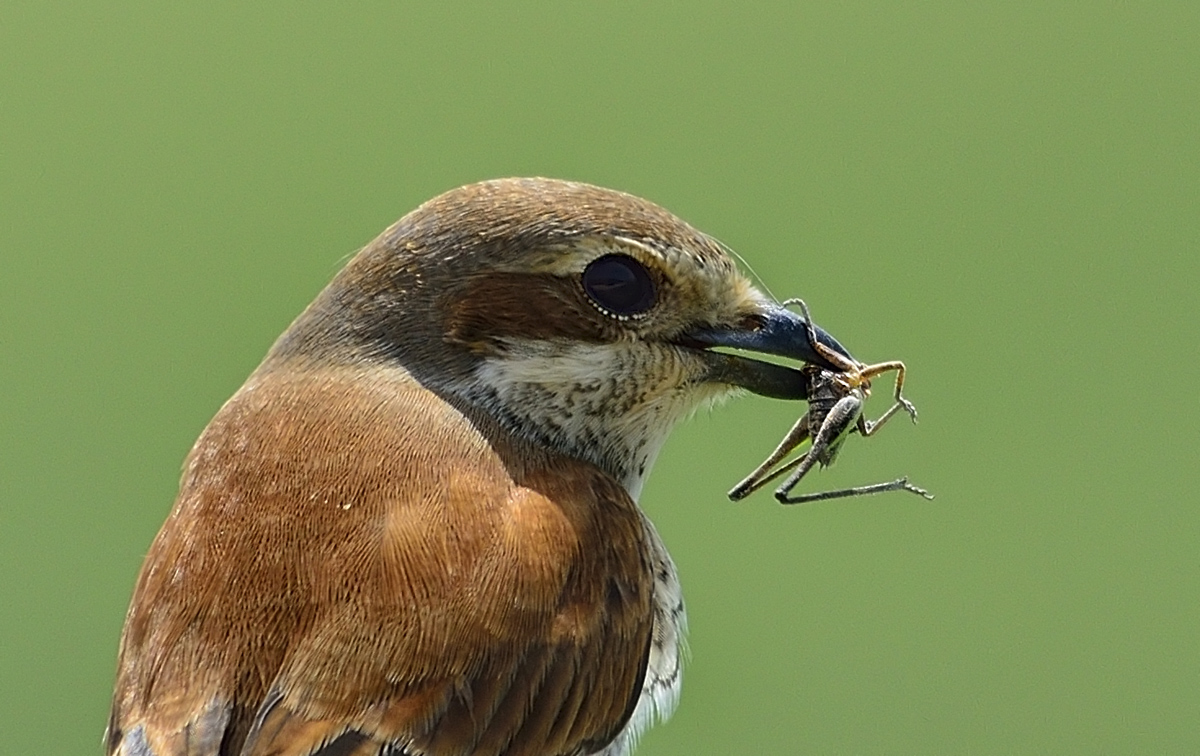 Kızılsırtlı örümcekkuşu » Red-backed Shrike » Lanius collurio