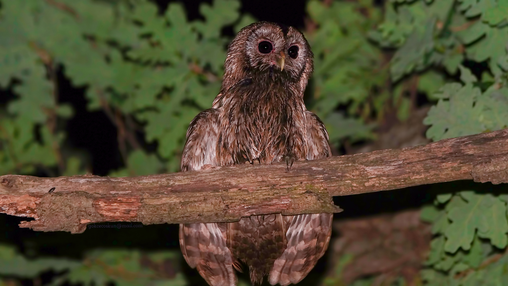 Alaca baykuş » Tawny Owl » Strix aluco