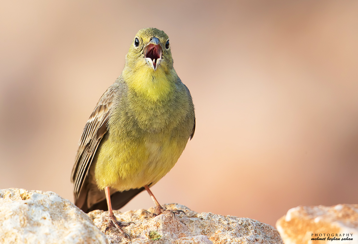 Boz kirazkuşu » Cinereous Bunting » Emberiza cineracea