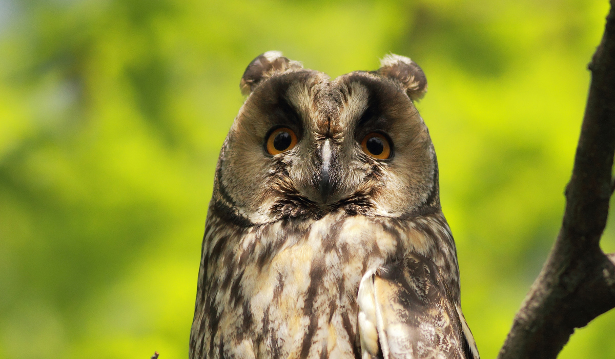 Kulaklı orman baykuşu » Long-eared Owl » Asio otus