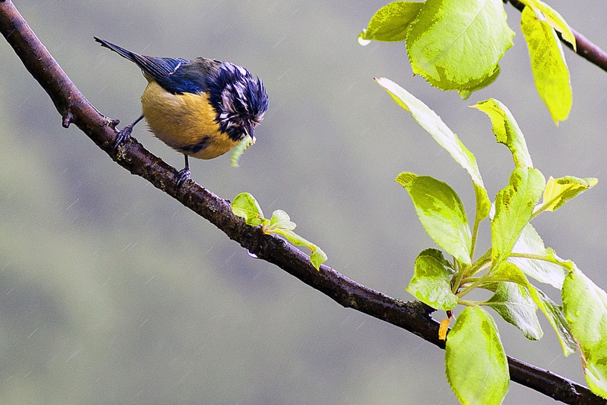 Mavi baştankara » Eurasian Blue Tit » Cyanistes caeruleus