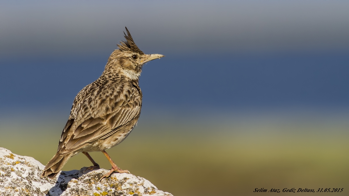 Tepeli toygar » Crested Lark » Galerida cristata