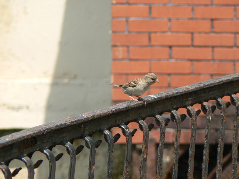Serçe » House Sparrow » Passer domesticus