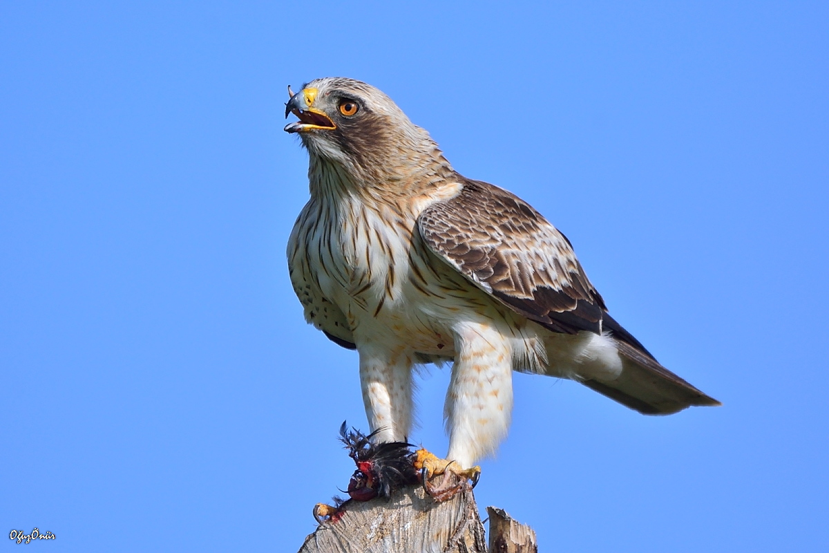 Küçük kartal » Booted Eagle » Hieraaetus pennatus