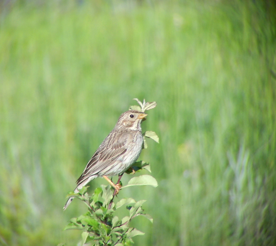 Tarla kirazkuşu » Corn Bunting » Emberiza calandra