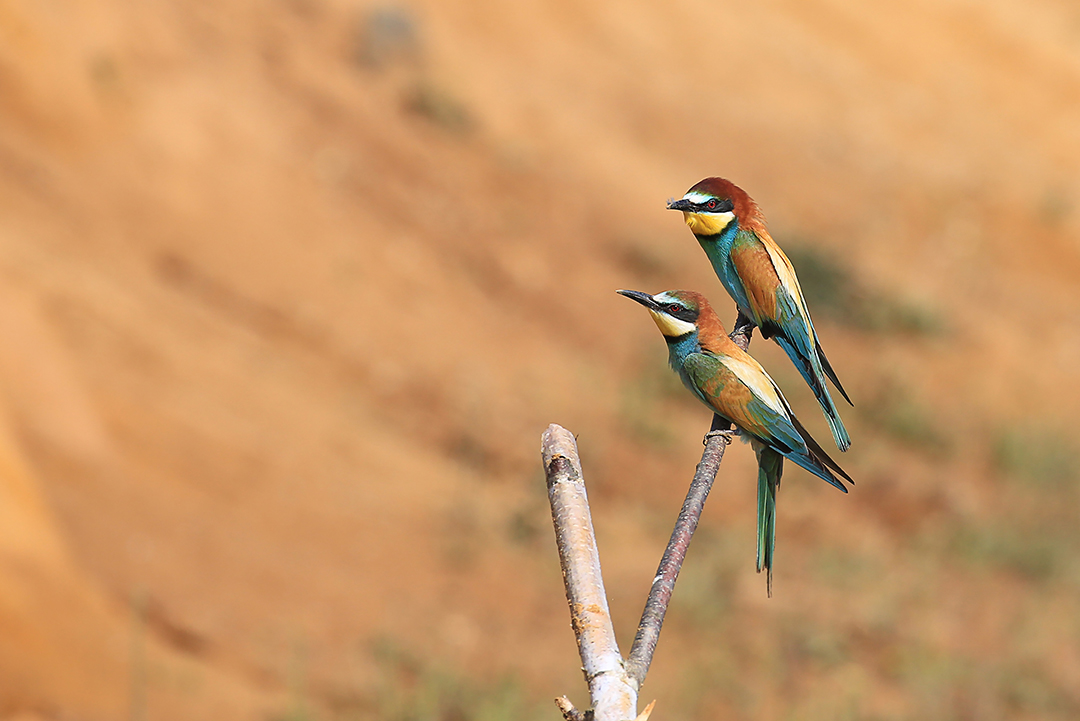 Arıkuşu » European Bee-eater » Merops apiaster