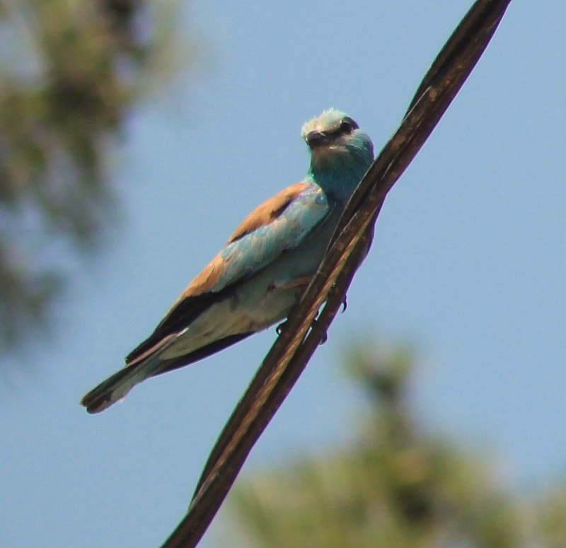 Gökkuzgun » European Roller » Coracias garrulus