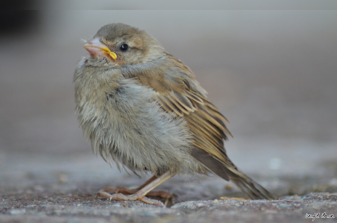 Serçe » House Sparrow » Passer domesticus