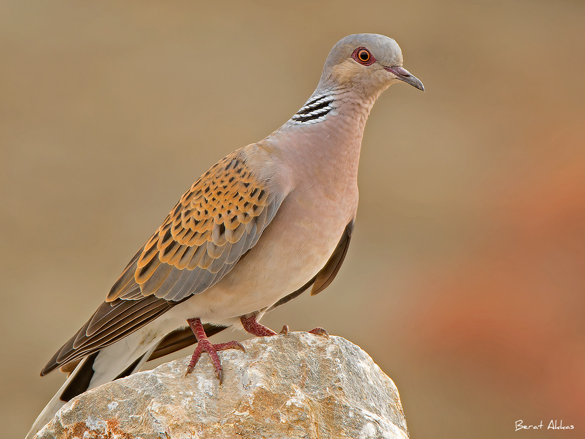 Üveyik » European Turtle Dove » Streptopelia turtur