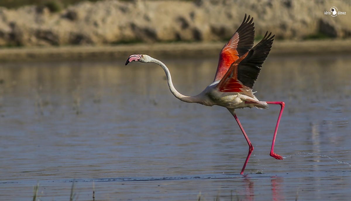 Flamingo