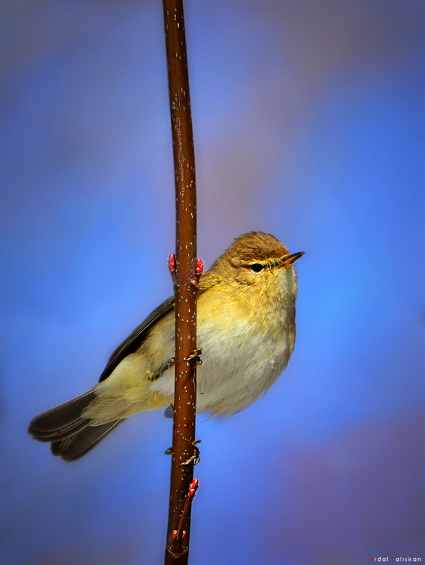 Çıvgın » Common Chiffchaff » Phylloscopus collybita