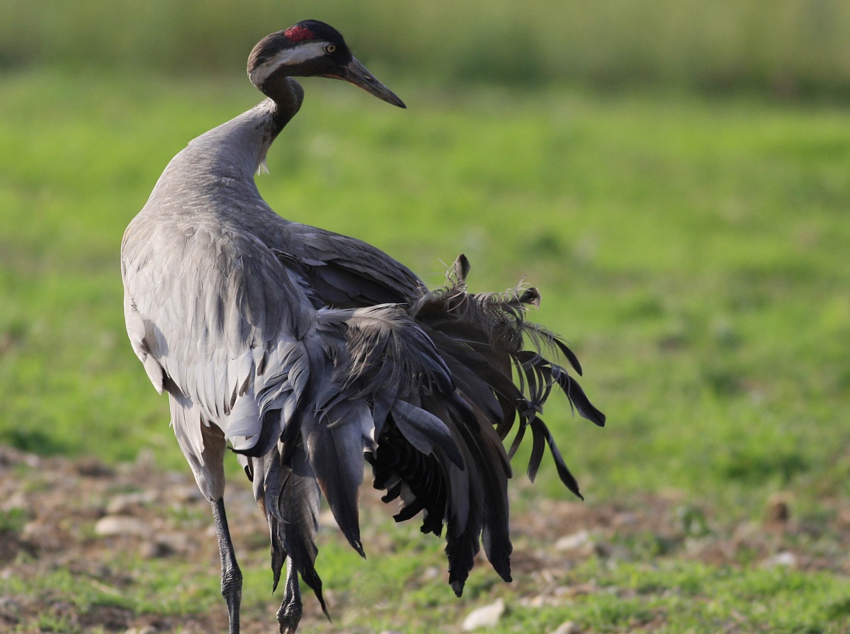 Turna » Common Crane » Grus grus