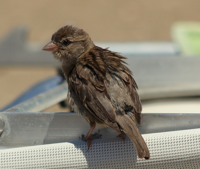 Serçe » House Sparrow » Passer domesticus