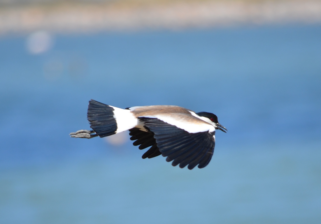 Mahmuzlu kızkuşu » Spur-winged Lapwing » Vanellus spinosus