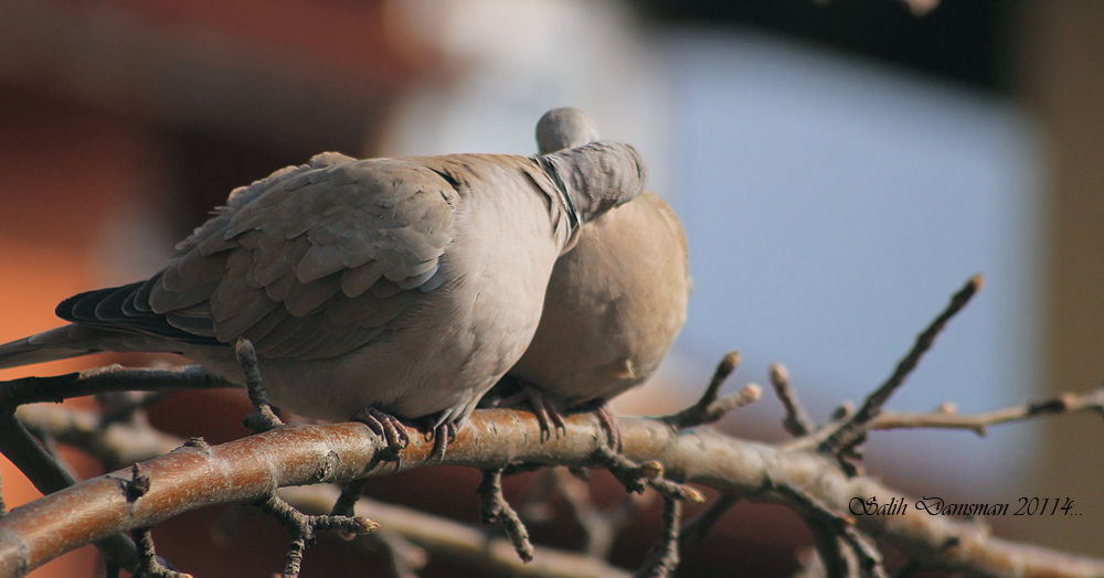 Kumru » Eurasian Collared Dove » Streptopelia decaocto
