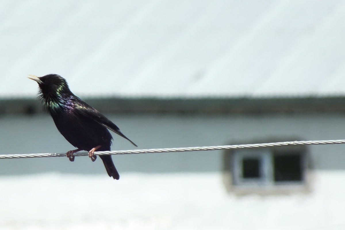 Sığırcık » Common Starling » Sturnus vulgaris
