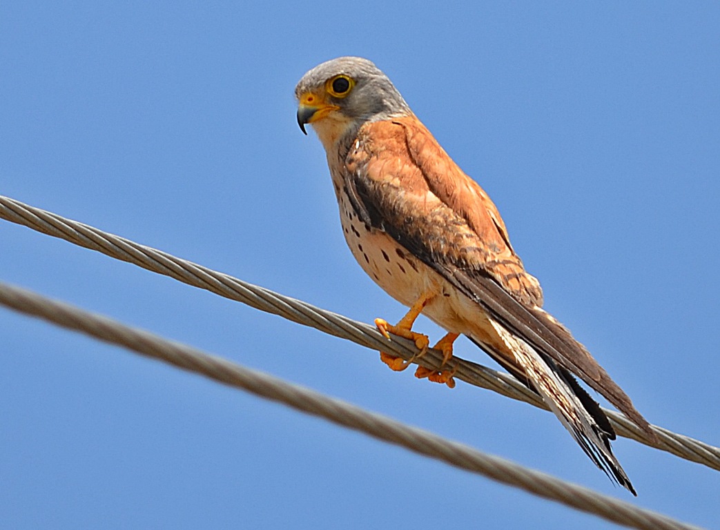 Küçük kerkenez » Lesser Kestrel » Falco naumanni