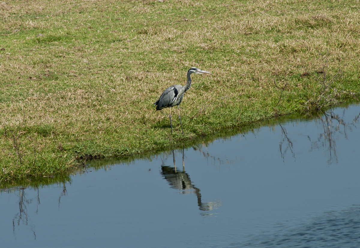 Gri balıkçıl » Grey Heron » Ardea cinerea