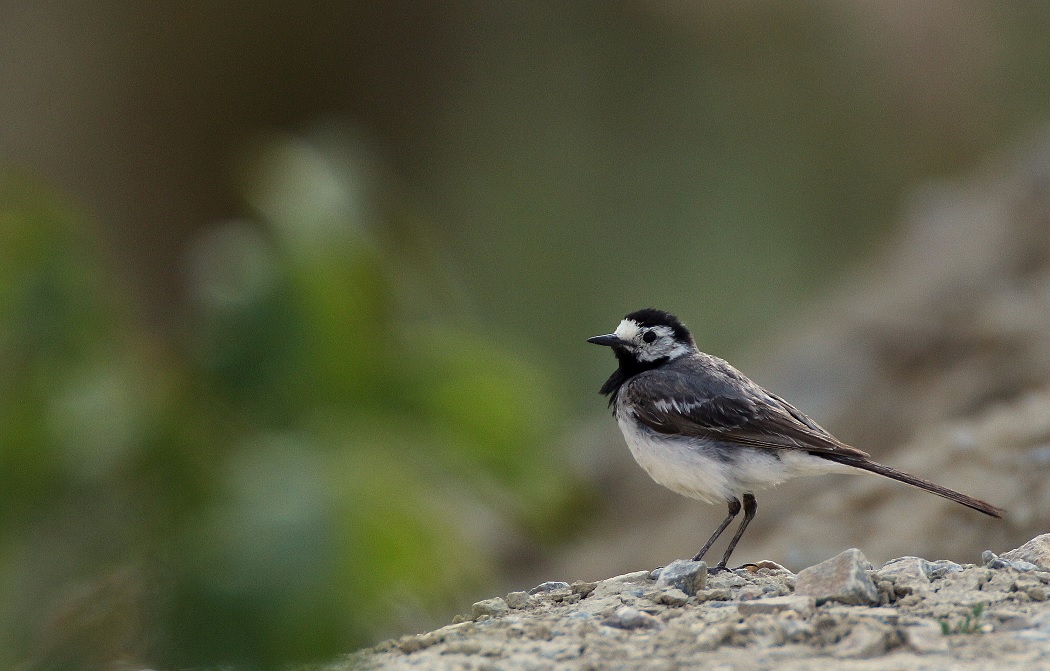 Ak kuyruksallayan » White Wagtail » Motacilla alba