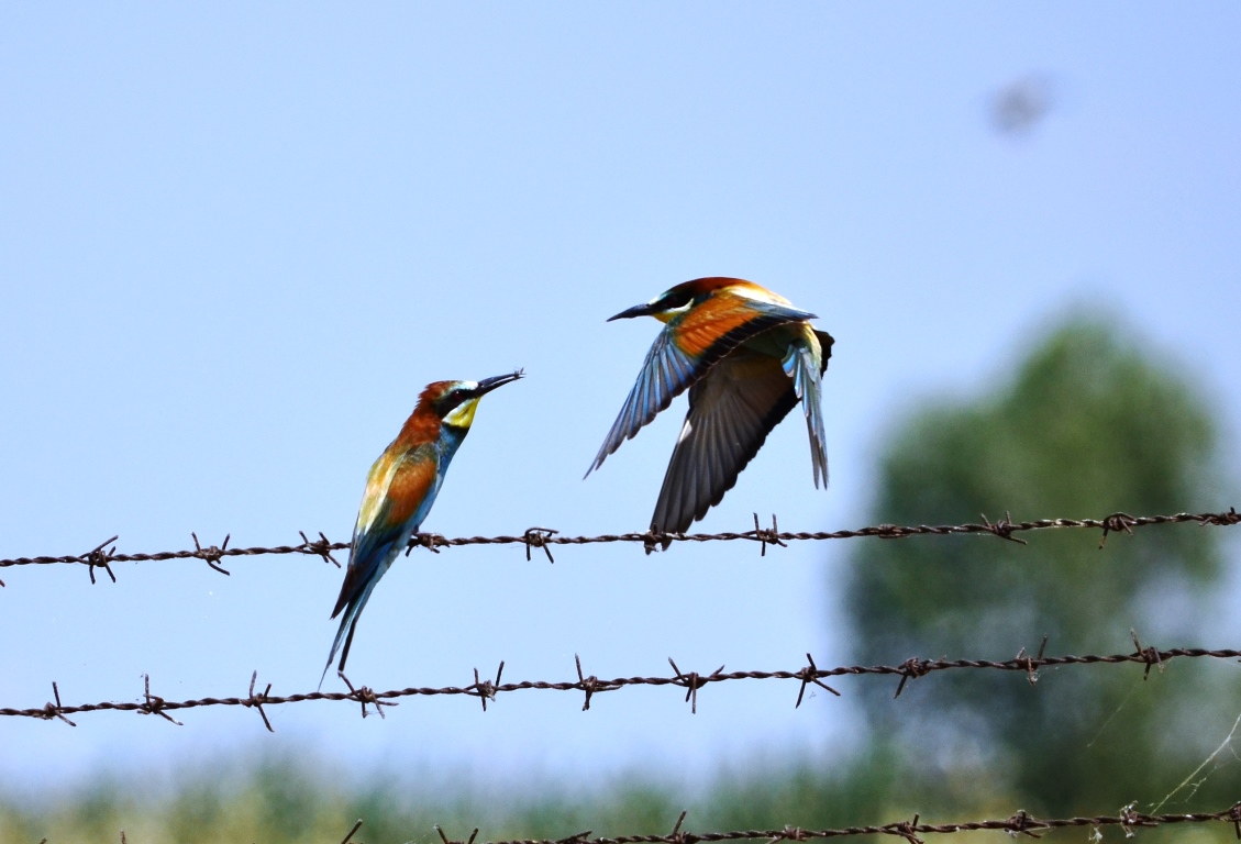 Arıkuşu » European Bee-eater » Merops apiaster
