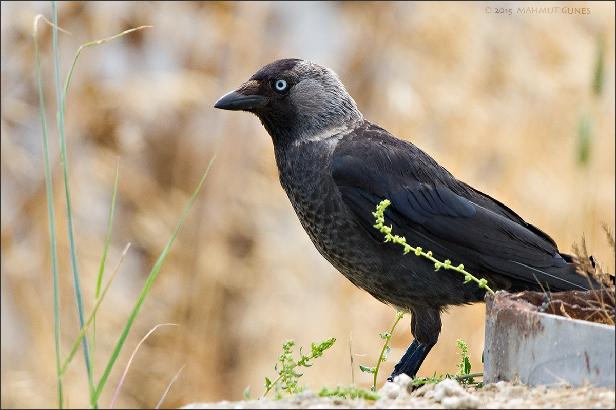 Küçük karga » Western Jackdaw » Coloeus monedula