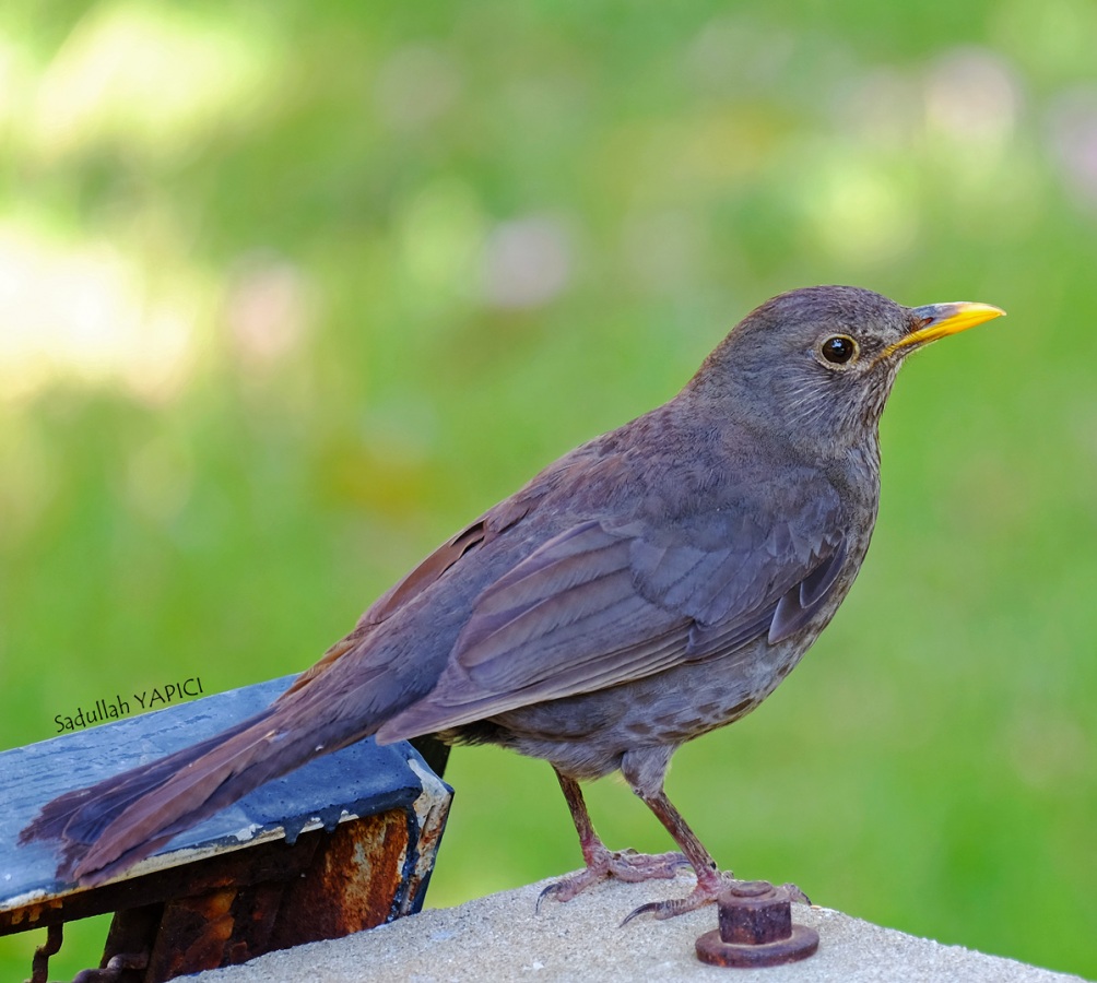 Karatavuk » Common Blackbird » Turdus merula