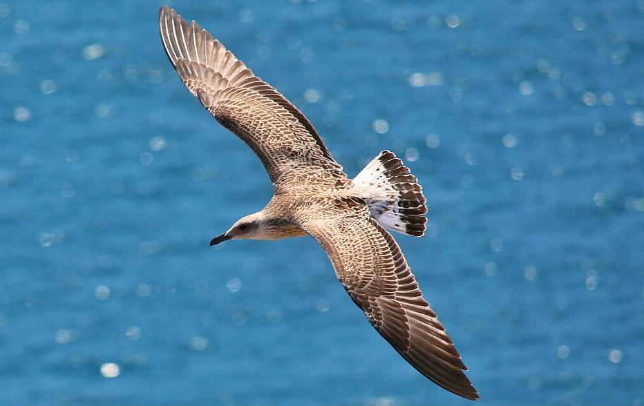 Gümüş martı » Yellow-legged Gull » Larus michahellis