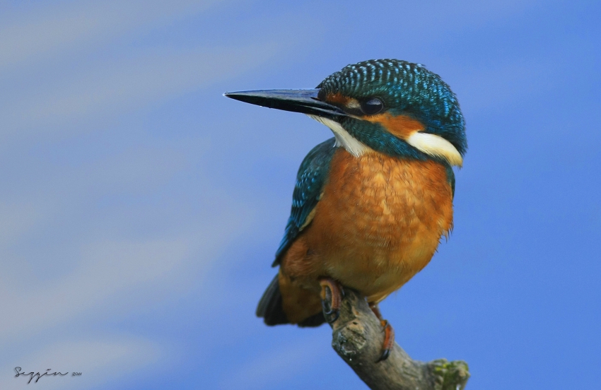 Yalıçapkını » Common Kingfisher » Alcedo atthis
