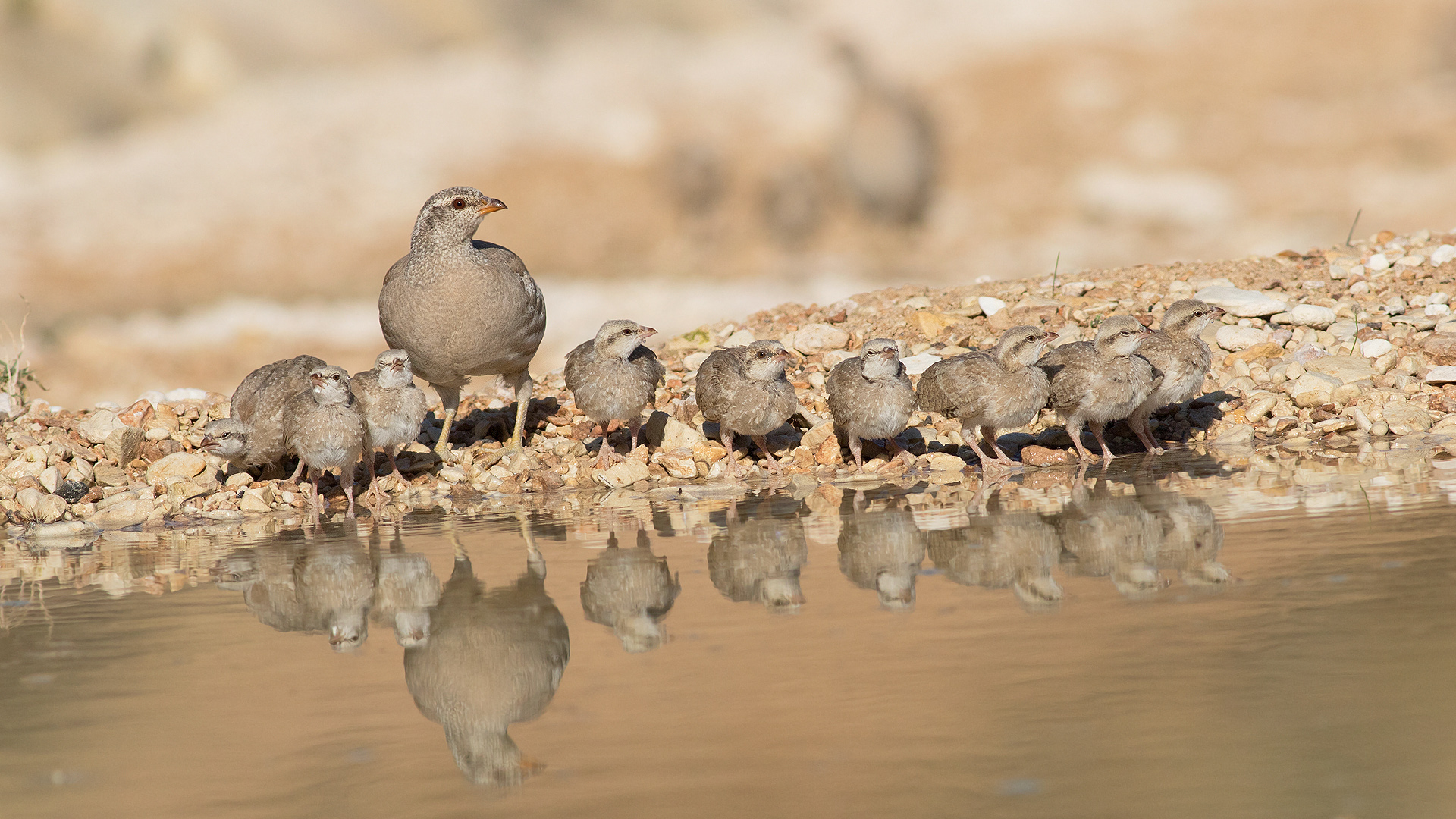 Kum kekliği » See-see Partridge » Ammoperdix griseogularis